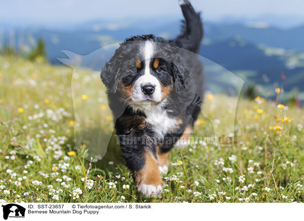 Berner Sennenhund Welpe / Bernese Mountain Dog Puppy / SST-23657