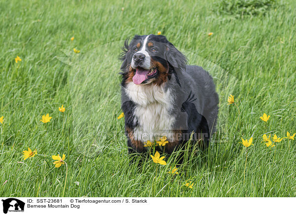 Berner Sennenhund / Bernese Mountain Dog / SST-23681