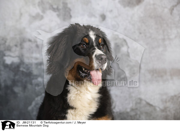 Berner Sennenhund / Bernese Mountain Dog / JM-21131