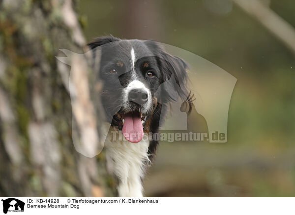 Berner Sennenhund / Bernese Mountain Dog / KB-14928