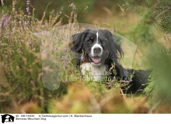 Berner Sennenhund / Bernese Mountain Dog / KB-14930