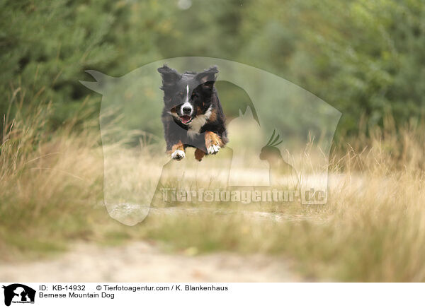 Berner Sennenhund / Bernese Mountain Dog / KB-14932
