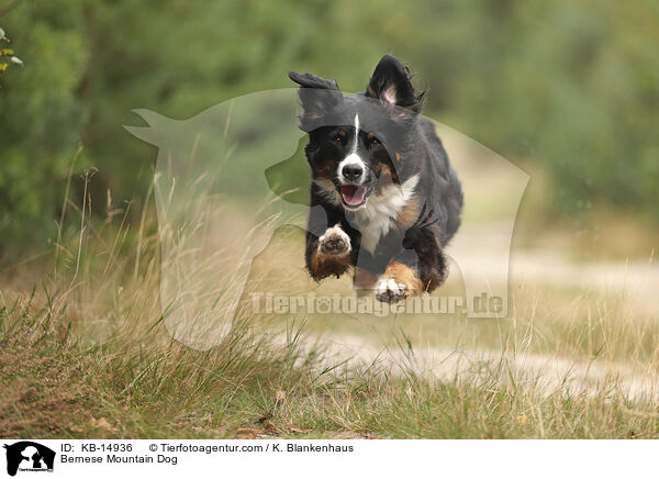 Berner Sennenhund / Bernese Mountain Dog / KB-14936