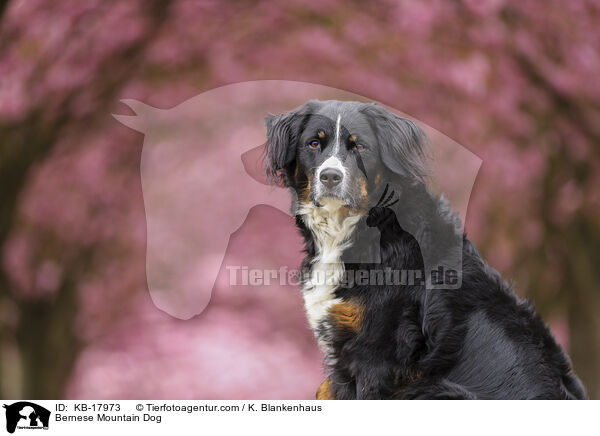Berner Sennenhund / Bernese Mountain Dog / KB-17973
