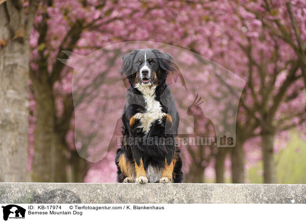 Berner Sennenhund / Bernese Mountain Dog / KB-17974
