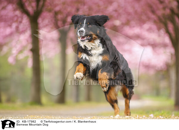 Berner Sennenhund / Bernese Mountain Dog / KB-17982