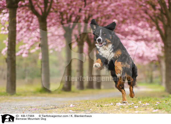 Berner Sennenhund / Bernese Mountain Dog / KB-17984