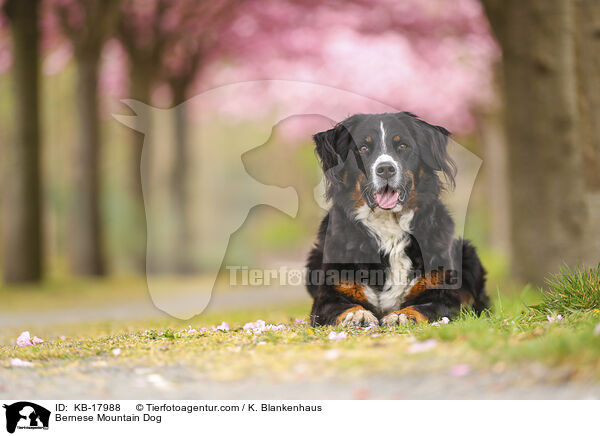 Berner Sennenhund / Bernese Mountain Dog / KB-17988