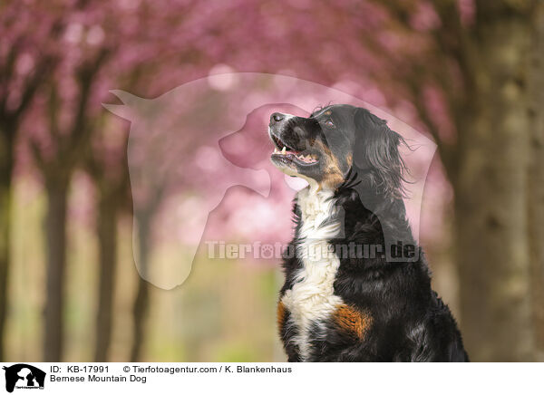 Berner Sennenhund / Bernese Mountain Dog / KB-17991