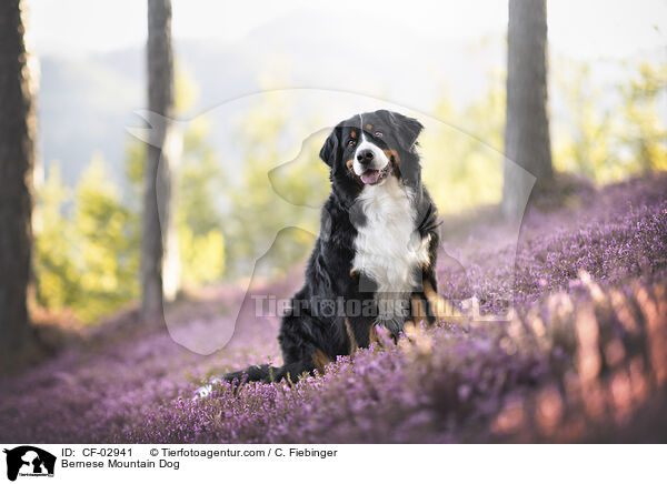 Berner Sennenhund / Bernese Mountain Dog / CF-02941