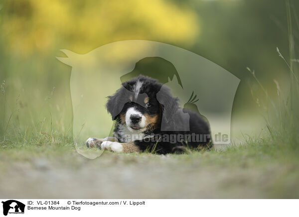 Berner Sennenhund / Bernese Mountain Dog / VL-01384