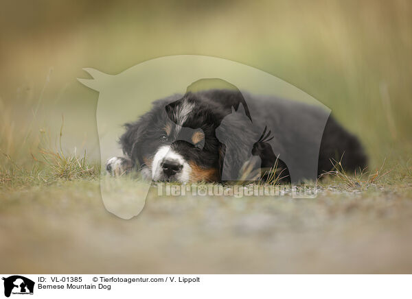 Berner Sennenhund / Bernese Mountain Dog / VL-01385