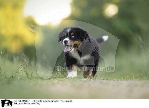 Berner Sennenhund / Bernese Mountain Dog / VL-01387