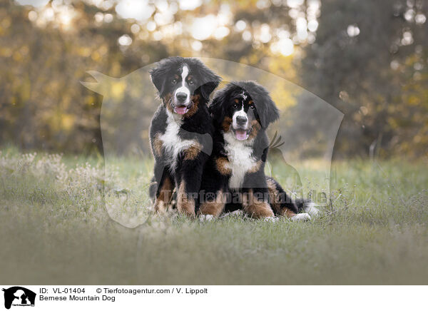 Berner Sennenhund / Bernese Mountain Dog / VL-01404