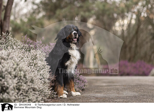 Berner Sennenhund / Bernese Mountain Dog / DH-04048