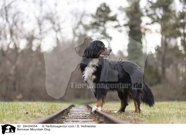 Berner Sennenhund / Bernese Mountain Dog / DH-04054