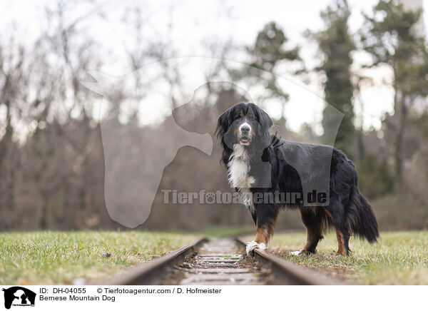 Berner Sennenhund / Bernese Mountain Dog / DH-04055