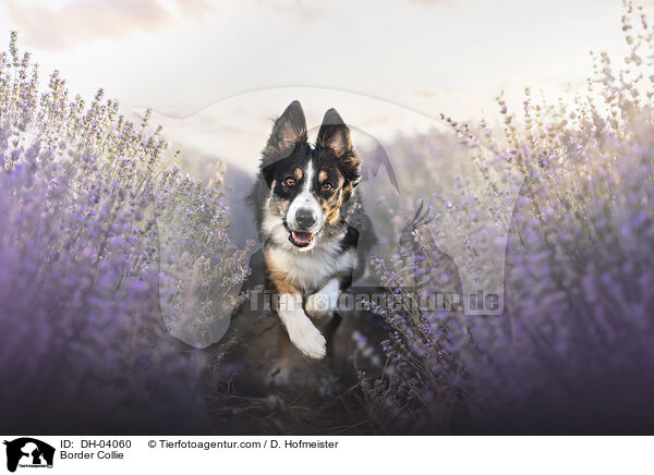 Border Collie / Border Collie / DH-04060