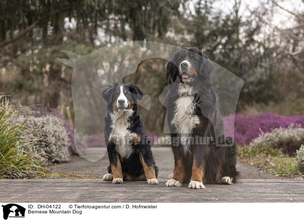 Berner Sennenhund / Bernese Mountain Dog / DH-04122