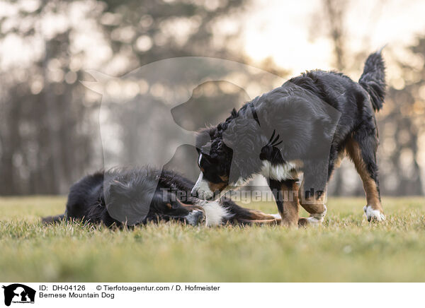 Berner Sennenhund / Bernese Mountain Dog / DH-04126