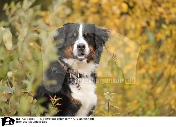 Berner Sennenhund / Bernese Mountain Dog / KB-18581
