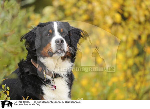 Berner Sennenhund / Bernese Mountain Dog / KB-18582