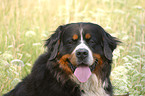 Bernese Mountain Dog Portrait