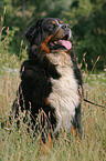 sitting Bernese Mountain Dog