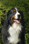 Bernese Mountain Dog