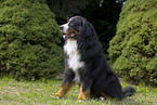 Bernese Mountain Dog