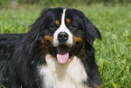 Bernese Mountain Dog