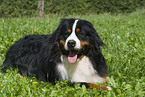 Bernese Mountain Dog