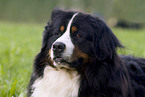 Bernese Mountain Dog