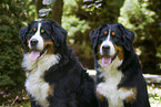 Bernese Mountain Dog