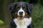 Bernese Mountain Dog