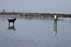 Bernese Mountain Dog