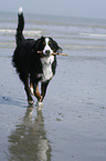 playing Bernese Mountain Dog