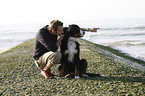 Bernese Mountain Dog