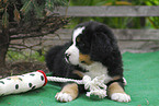 Bernese Mountain Dog Puppy