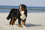 Bernese Mountain Dog