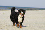 running Bernese Mountain Dog