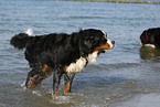 Bernese Mountain Dog