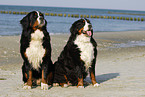 Bernese Mountain Dogs