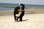 Bernese Mountain Dog