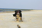 running Bernese Mountain Dog