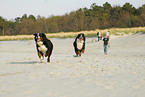 Bernese Mountain Dogs