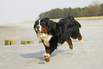 running Bernese Mountain Dog