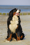 sitting Bernese Mountain Dog