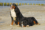 Bernese Mountain Dogs