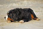 Bernese Mountain Dog